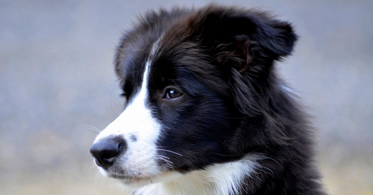 Border collie deals genetic testing