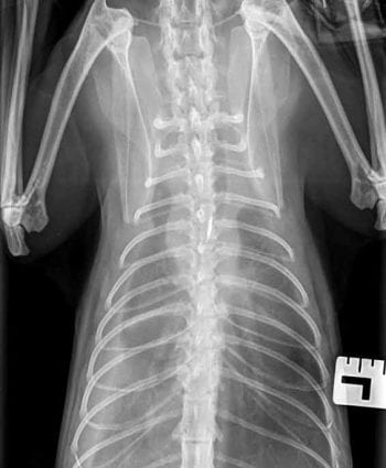 Thoracic radiograph showing a mild pleural effusion.