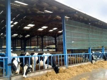 With the increase in isolation of environmental mastitis pathogens from mastitis cases, it is important to assess the cow’s environment. Buildings should be well ventilated to permit evaporation to help keep bedding dry and prevent ideal conditions for bacterial growth.