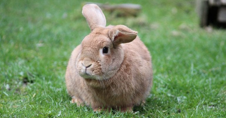 Rabbit Awareness Week Theme Revealed Vet Times