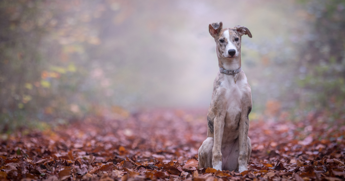 how many dogs have died from alabama rot