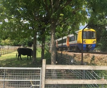 A cow and the overground (cropped) by Matt Brown / CC BY 2.0