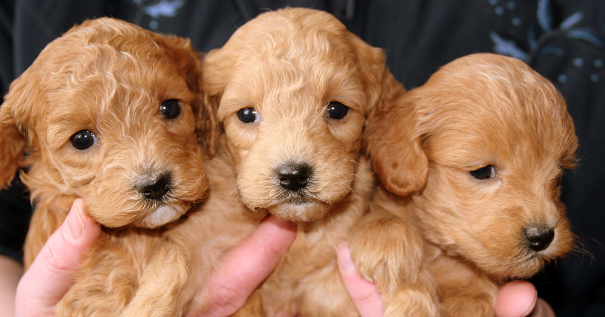 what is third party puppy sales