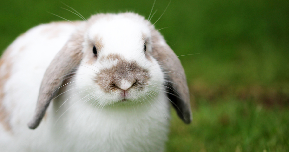 Shocking' extent of lop ear rabbit health shown by RVC