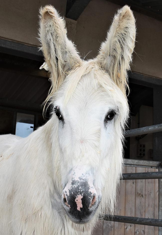 Snowdrop post-treatment. Image © The Donkey Sanctuary