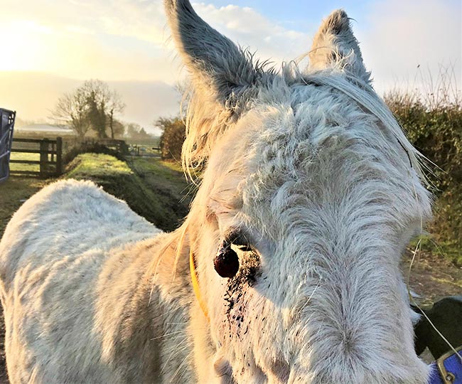 Snowdrop had an aggressive pedunculated sarcoid above her right eye. Image © The Donkey Sanctuary