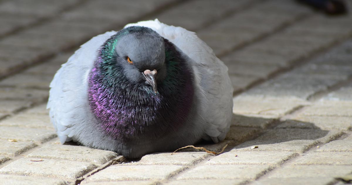 pigeon