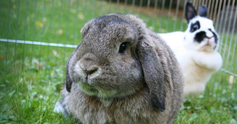 Caring for pet rabbits – husbandry and nutrition advice | Vet Times