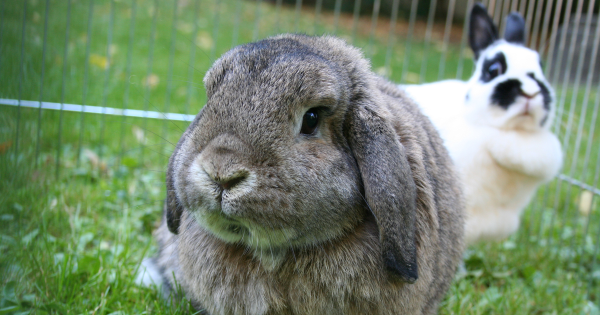 rabbit husbandry nutrition and general care