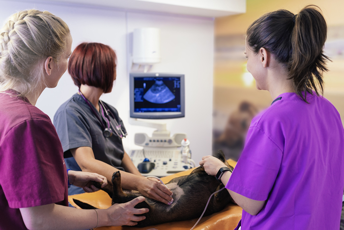 Veterinary staff with patient scan.