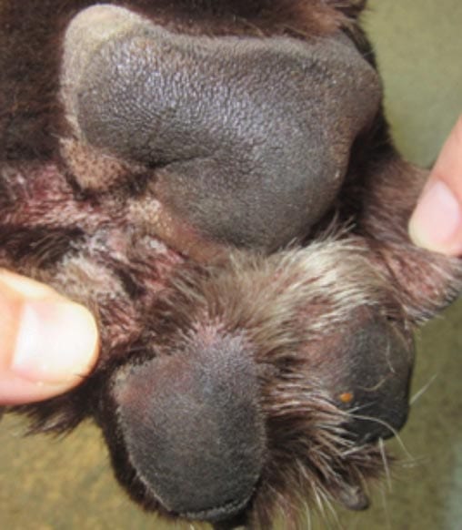 Figure 2a. Erythema of the paw.