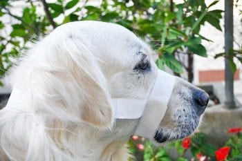 Figure 4. Tape muzzle on a dog. Image: Arcabasso, 2018.