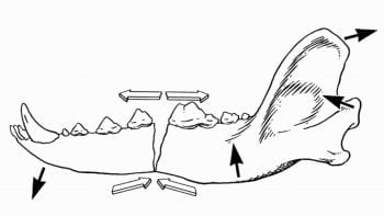 Figure 3. Masticatory forces exerted by muscles (black arrows) cause ventral bending of the mandible, with tension forces on the lingual border and compressive forces on the ventral border (open arrows). Image: DeCamp et al, 2016.