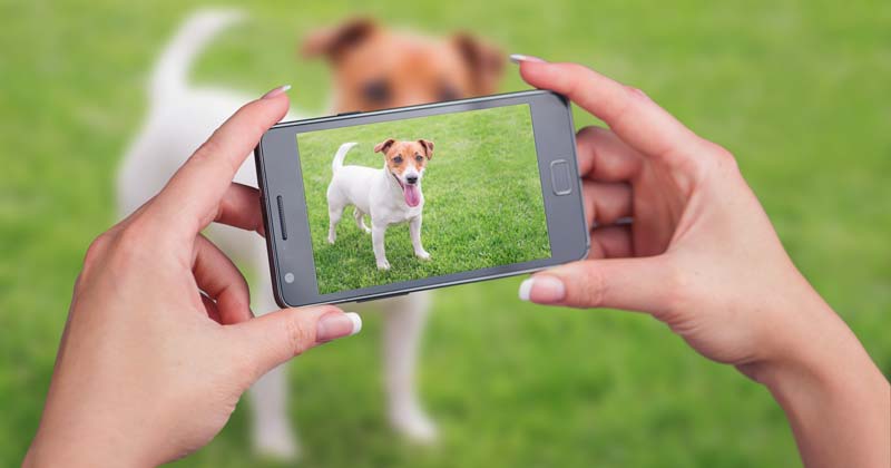 Taking photo of dog on phone.Image © ivan kmit / Adobe Stock