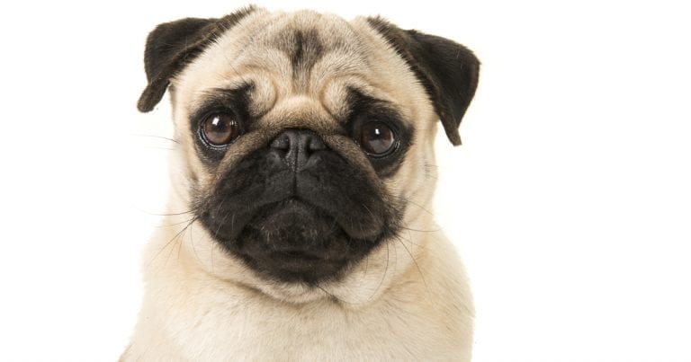 Research study reveals short lives of brachycephalic dogs | Vet Times