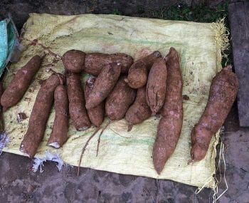 Figure 2. Sweet potatoes for sale.