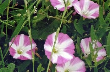 Figure 3. Wild bindweed flowers can be pink.