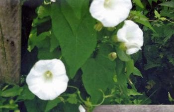 Figure 4. Wild bindweed flowers are be mostly white.