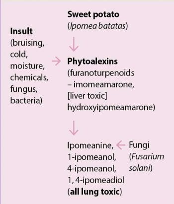 Figure 6. A diagrammatic representation of development of respiratory system toxins.