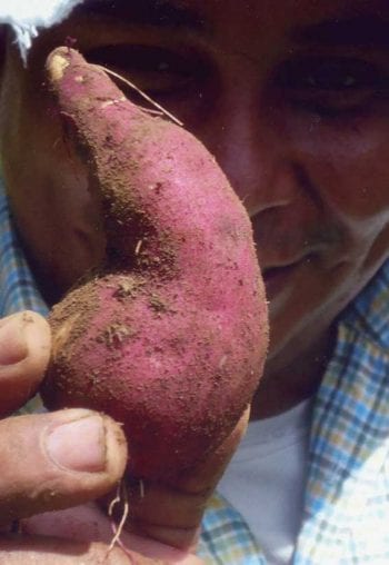 Figure 5. A freshly dug up sweet potato.