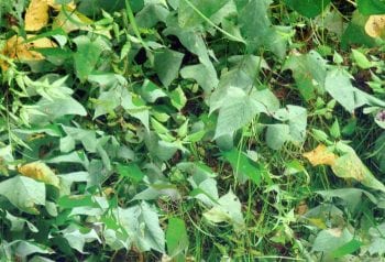 Figure 1. Sweet potatoes growing in South America.