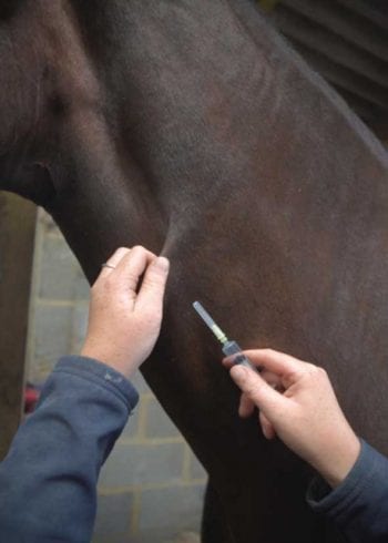Figure 1. To desensitise a horse to injections, the skin at the site of the intended injection is pinched on multiple occasions while holding the syringe and needle nearby. Treats can be fed to reinforce good behaviour when the horse stands to be pinched.