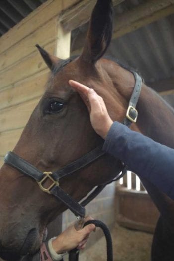 Figure 2. A handler may obscure the horse’s view to the side of the intended injection to prevent anticipatory behaviour.