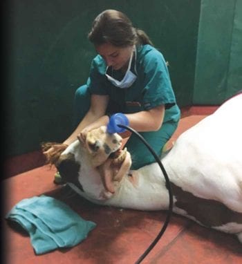 Figure 3. Demonstrating a technique to hold a horse down during anaesthetic recovery: while maintaining both feet on the ground for a quick escape, the handler pushes firmly down with one knee on the horse’s proximal neck while the head is held off the floor.