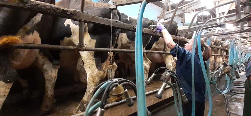 Image © LLM Farm Vets