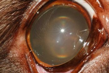 Figure 11. Right eye nuclear sclerosis in a middle-aged Labrador retriever. Note the translucent rings visible within the lens.