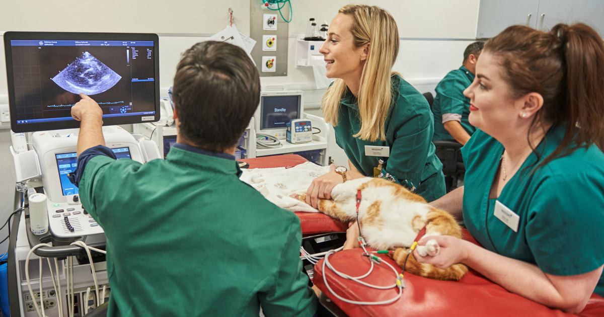 veterinary cardiology specialists