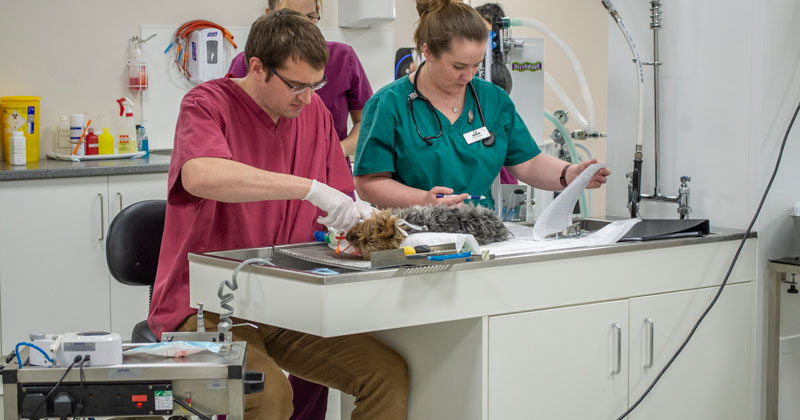 Prep-area_Swaffham-Vets_DSC1615