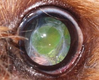 Figure 6. Posterior capsule opacification presenting as a whitish haze in a canine patient after phacoemulsification and implantation of an artificial intraocular lens.