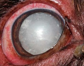Figure 3. Direct illumination of a hypermature cataract associated with lens-induced uveitis. Note the multifocal glistering, crystalline particles from degraded lens porteins, and the return tapetal reflection due to liquefaction and resorption of the cataract.