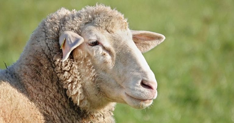 Elanco virtual event to focus on routes ahead for the sheep sector ...