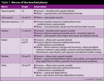 Table 1. Nerves of the brachial plexus.