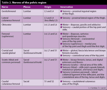 Table 2. Nerves of the pelvic region.