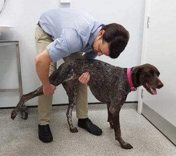 Figure 2. Assessment of hip joint range of motion by extending the hip joint in a conscious animal.