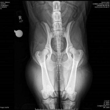Figure 6. An extended ventrodorsal pelvic radiograph of an immature animal being assessed for triple pelvic osteotomy. No remodelling of the hip joints is present.