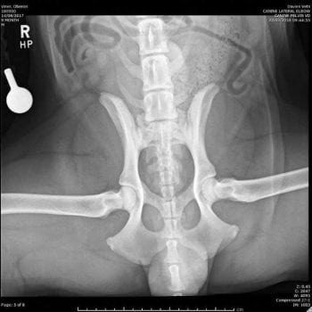 Figure 7. A frog‑leg ventrodorsal radiograph of an animal being assessed for triple pelvic osteotomy, showing more than 50 per cent coverage of the femoral heads by the acetabula.