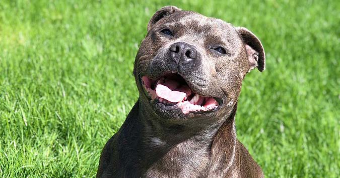 Staffie study questions breed’s tough image | Vet Times