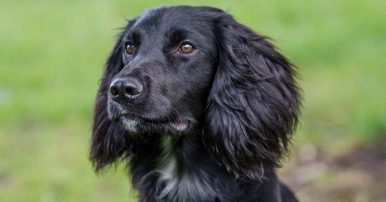 Vets rebuild cocker spaniel’s jaw after horse kick | Vet Times