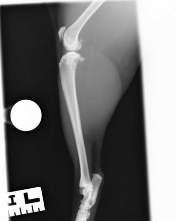 Figure 1 (left). Preoperative mediolateral radiograph of the left stifle.