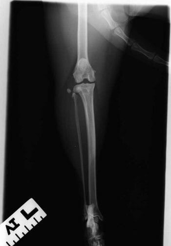 Figure 2. Preoperative caudocranial radiograph of the left stifle.