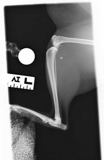 Figure 3. Preoperative mediolateral radiograph of the left stifle with flexed hock joint.