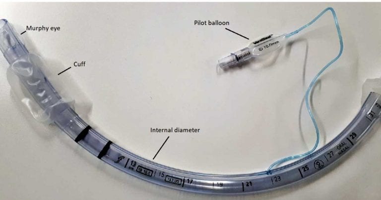 Management of the airway in companion animal anaesthesia | Vet Times