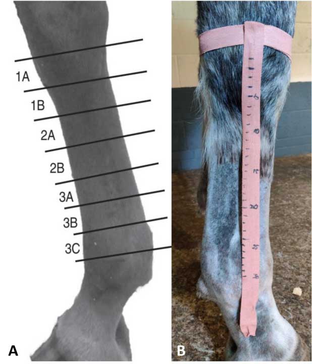 Figures 2a and 2b. Metacarpal region measurements.