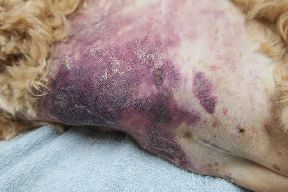 what are signs of internal bleeding in a dog