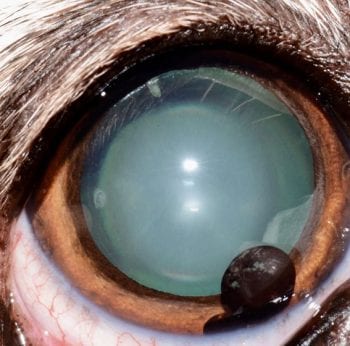Figure 2. Nuclear sclerosis. Note the definition of the lens nucleus, and the unobscured tapetal reflex. The patient also has a uveal cyst in the ventral anterior chamber.