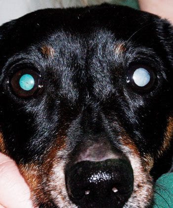 Figure 3. A patient with an immature cataract in the right eye in which the tapetal reflection is present and a mature cataract in the left eye in which the tapetal reflection is not visible.